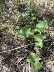 Dichondra occidentalis