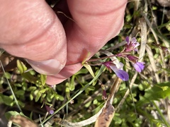 Collinsia violacea