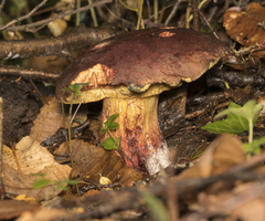 Boletus loyita