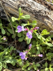 Collinsia violacea