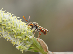 Nomada