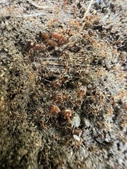 Pheidole californica