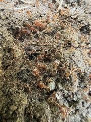 Pheidole californica