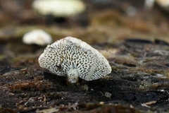 Panellus pusillus