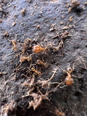 Pheidole californica