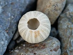 Amblypneustes elevatus elevatus