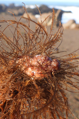 Styela montereyensis