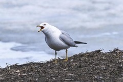 Larus delawarensis