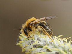 Andrena