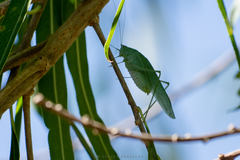 Anaulacomerina