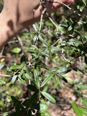 Ilex myrtifolia
