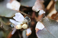 Andrena bradleyi