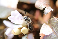Andrena bradleyi