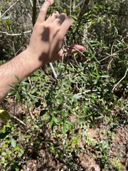 Ilex myrtifolia