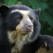 Spectacled Bear - Photo (c) *snowwhite*, some rights reserved (CC BY-NC-SA)