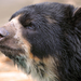 Spectacled Bear - Photo (c) Tambako The Jaguar, some rights reserved (CC BY-ND)