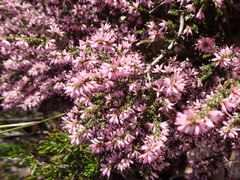Erica inaequalis