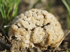 Morchella steppicola