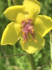 Verbascum daenzeri