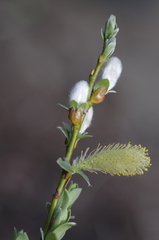 Salix bicolor