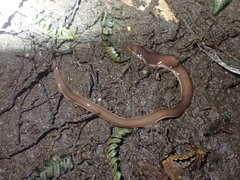 Australopacifica garveyi