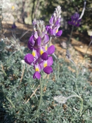Lupinus excubitus