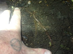 Australopacifica garveyi