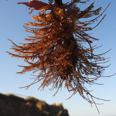 Styela montereyensis