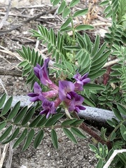 Astragalus crassicarpus