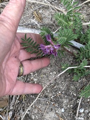 Astragalus crassicarpus