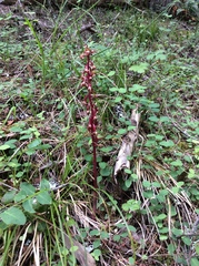 Corallorhiza maculata occidentalis
