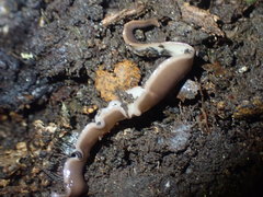 Australopacifica garveyi