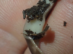 Australopacifica garveyi