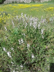 Silene gallica gallica