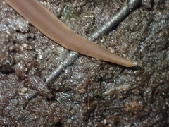 Australopacifica garveyi