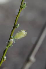 Salix bicolor
