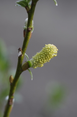 Salix bicolor