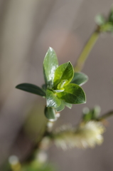 Salix bicolor
