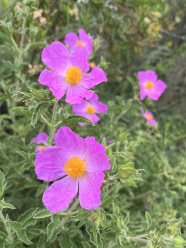 iNaturalist observation photo of Hoary Rock-rose