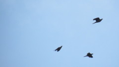 Patagioenas fasciata