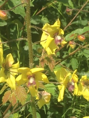 Verbascum daenzeri