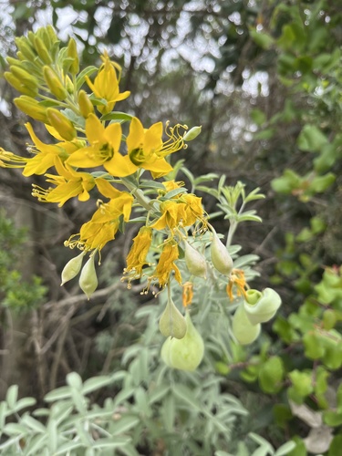 iNaturalist observation photo of Bladderpod