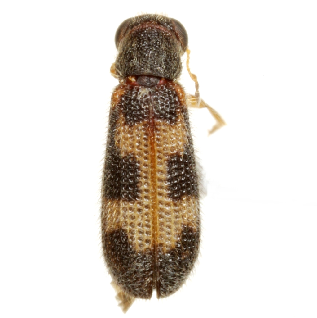 Madoniella rectangularis