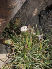 Senecio scorzonerifolius