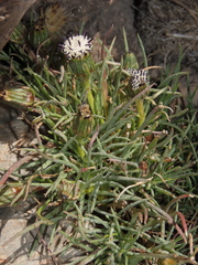 Senecio scorzonerifolius