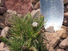 Senecio scorzonerifolius