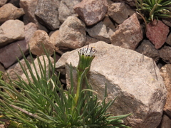 Senecio scorzonerifolius