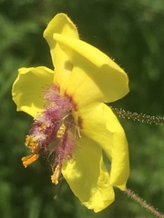 Verbascum daenzeri