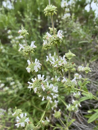 iNaturalist observation photo of black sage