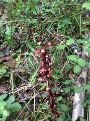 Corallorhiza maculata occidentalis
